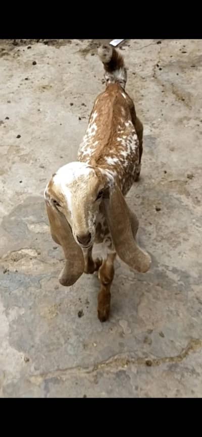 dasi makhi cheeni bakri path