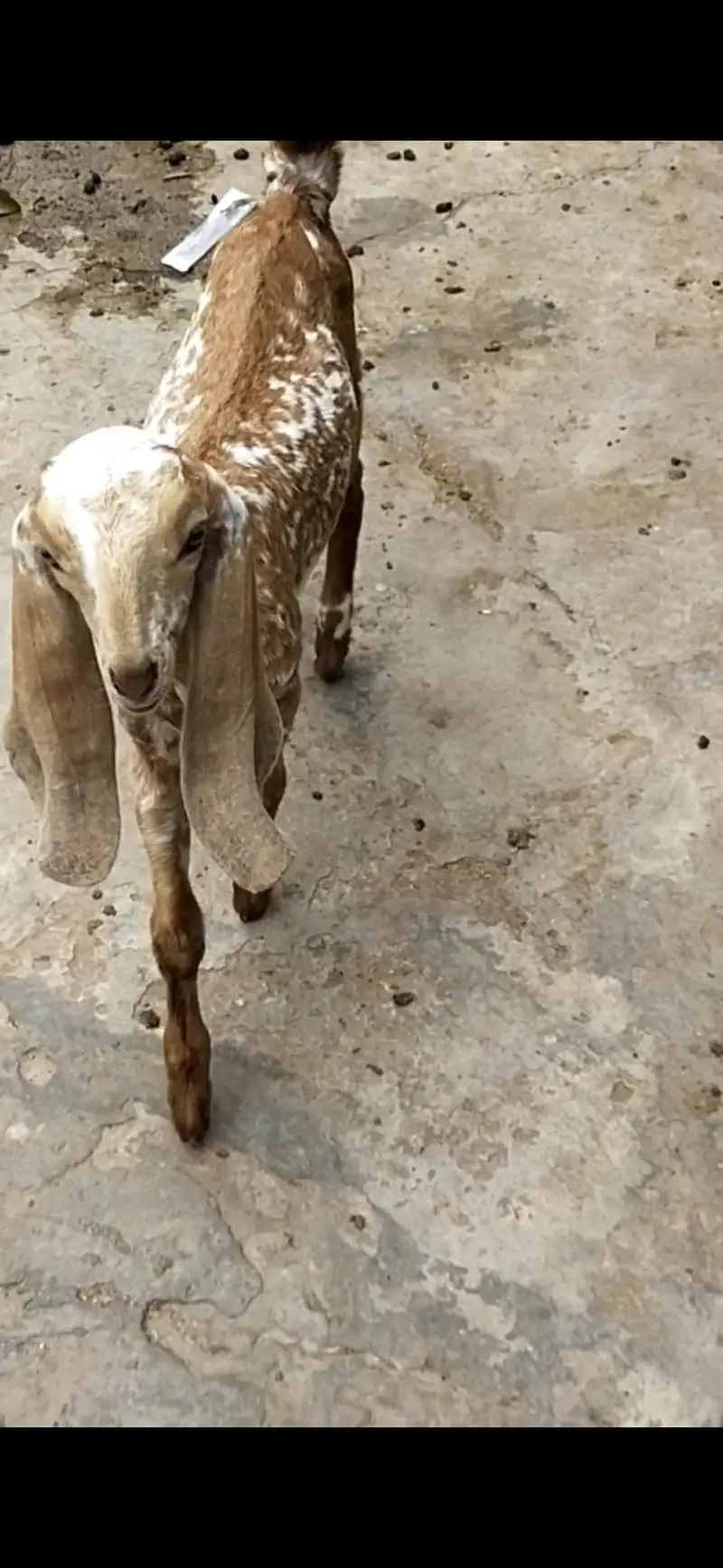 dasi makhi cheeni bakri path — photo 2