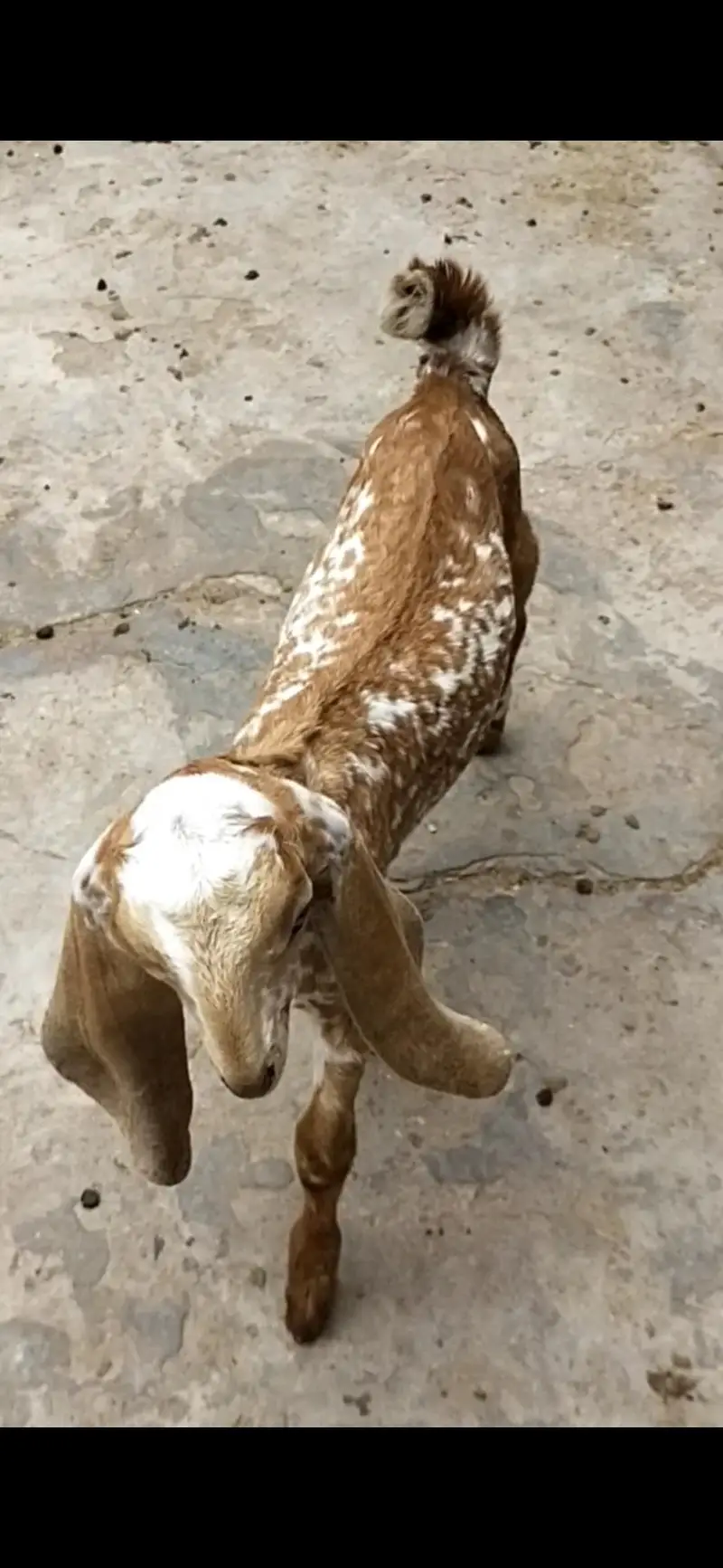 dasi makhi cheeni bakri path — photo 3