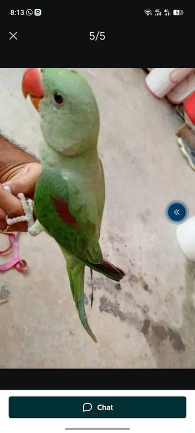 rawparrt male bacha ha