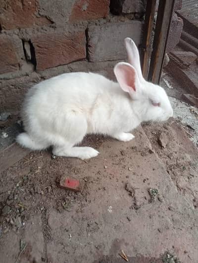 rabbit red eyes female