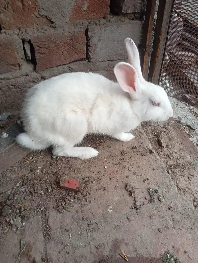 rabbit red eyes female