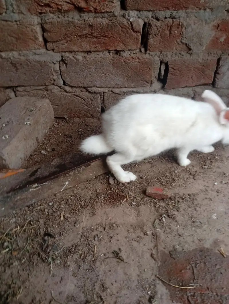 rabbit red eyes female — photo 2