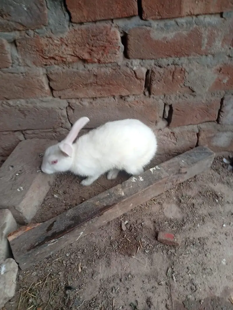 rabbit red eyes female — photo 3