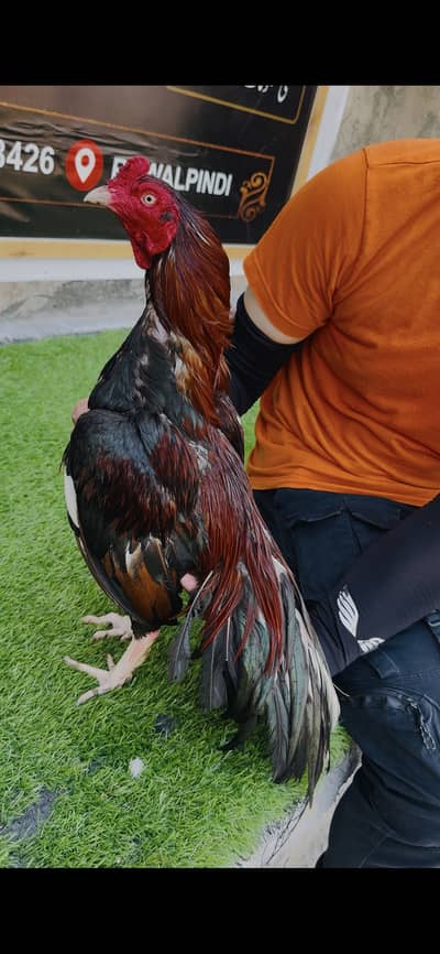 Amroha Mianwali Zeri Size