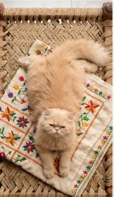 Beautiful Peke Face Cream Persian Female