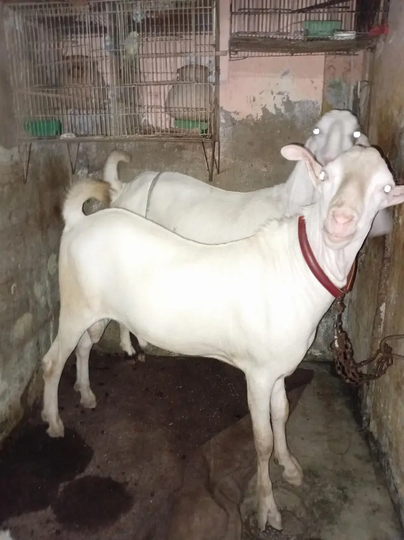 Pure Teddy munda — photo 2