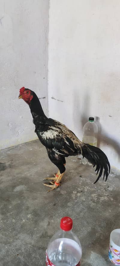 aseel jawa patha for sale arjent sale khari takhti h mazboot gund jor
