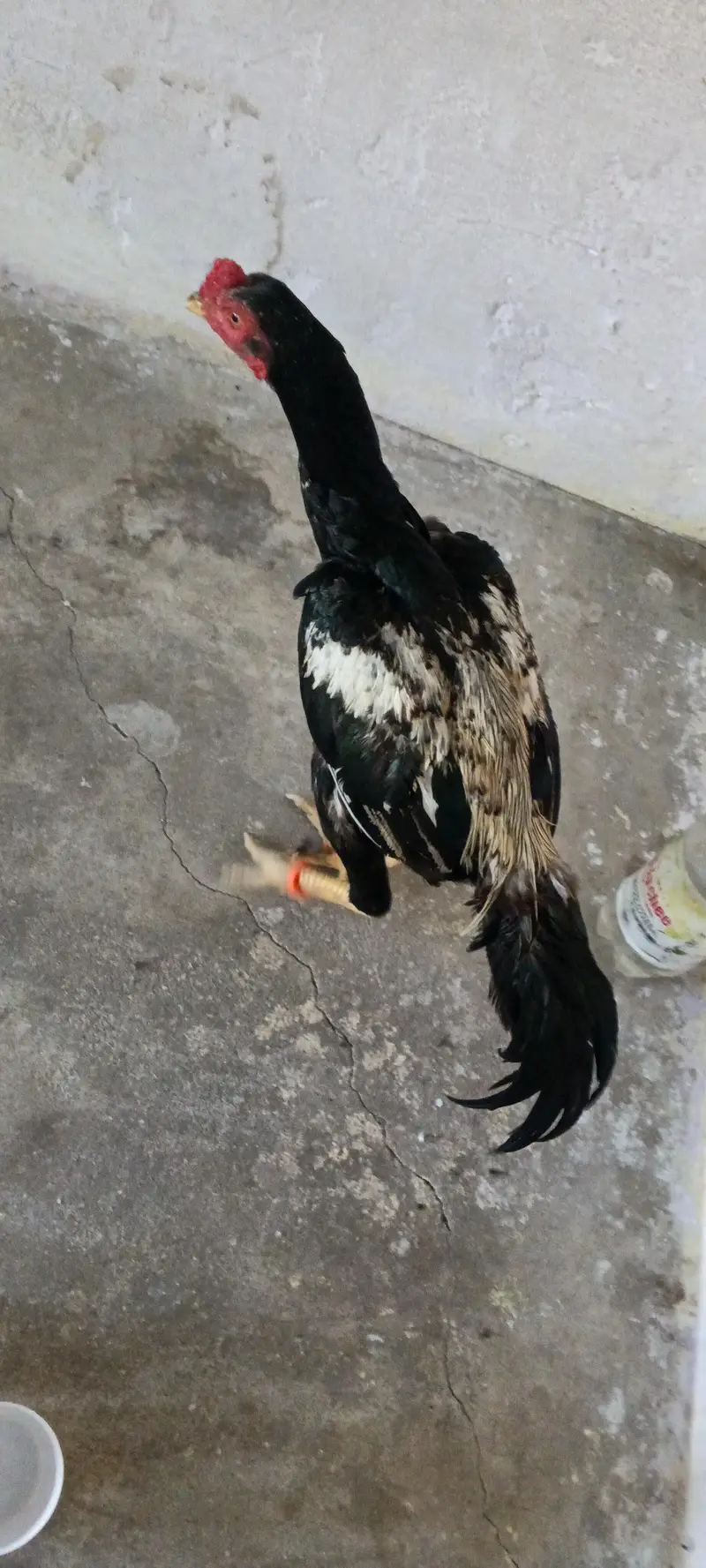 aseel jawa patha for sale arjent sale khari takhti h mazboot gund jor — photo 2