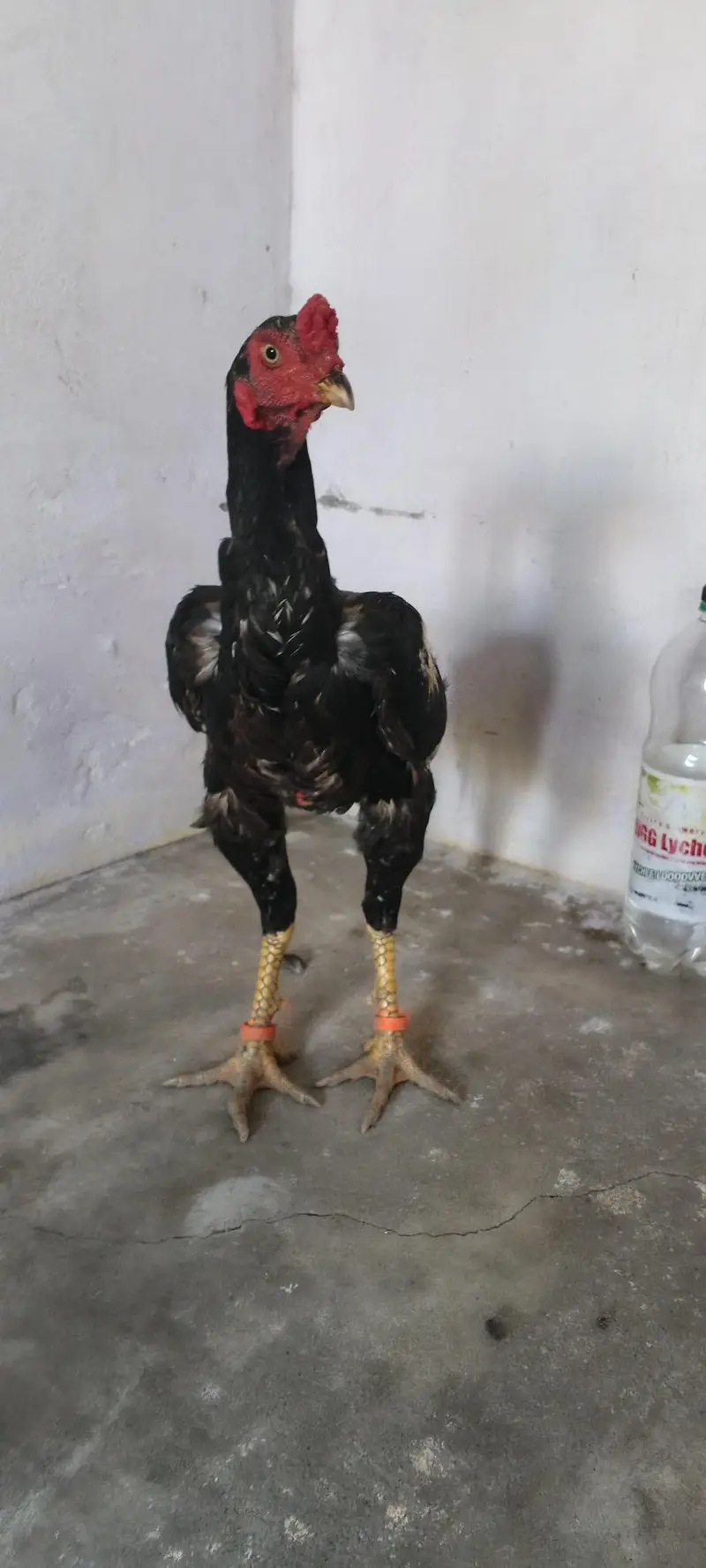 aseel jawa patha for sale arjent sale khari takhti h mazboot gund jor — photo 3