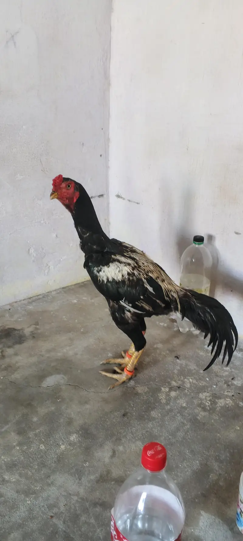 aseel jawa patha for sale arjent sale khari takhti h mazboot gund jor — photo 4
