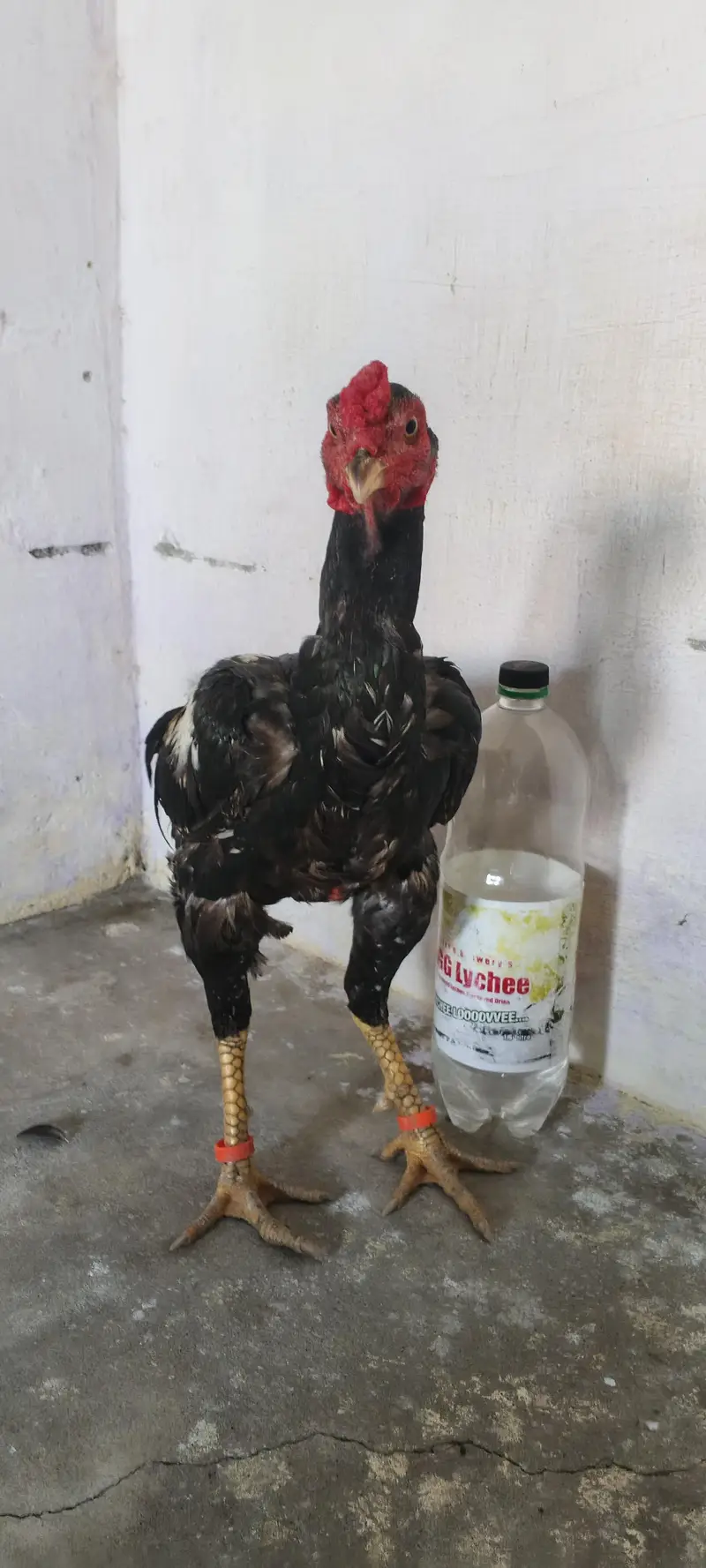 aseel jawa patha for sale arjent sale khari takhti h mazboot gund jor — photo 6