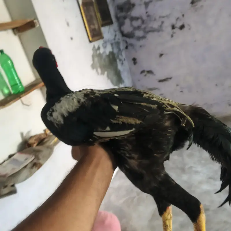 aseel jawa patha for sale arjent sale khari takhti h mazboot gund jor — photo 7
