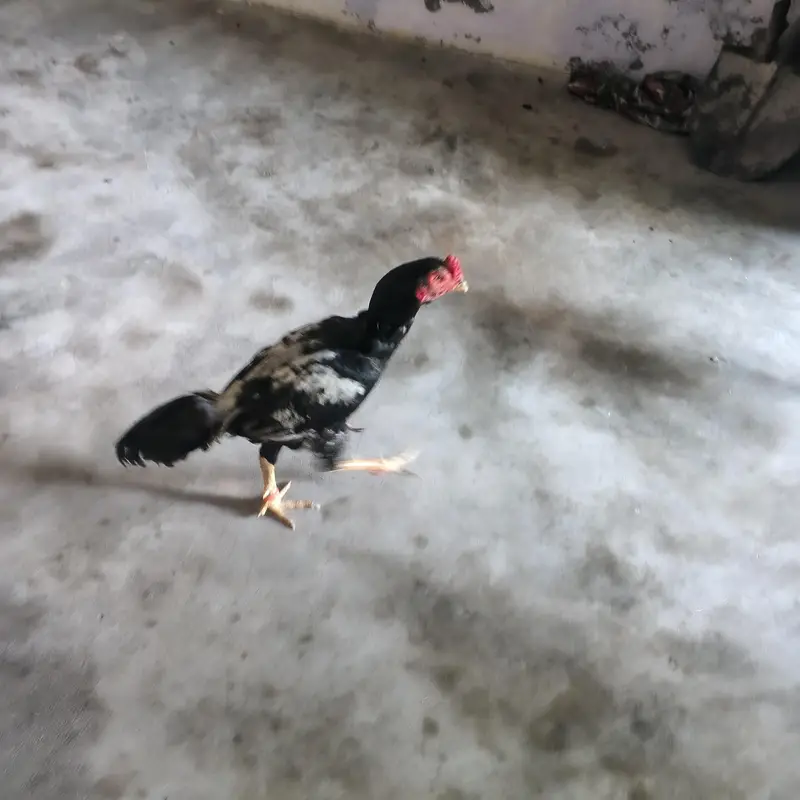 aseel jawa patha for sale arjent sale khari takhti h mazboot gund jor — photo 8