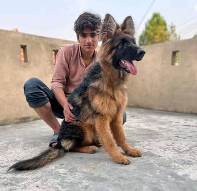 German shepherd puppies for sale healthy