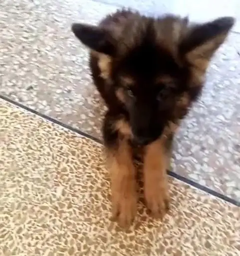 German Shepherd Puppies – Heavy Bone & Long Coat | Male & Female — photo 3