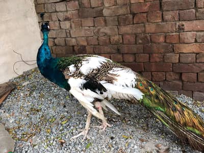 for healthy peacocks