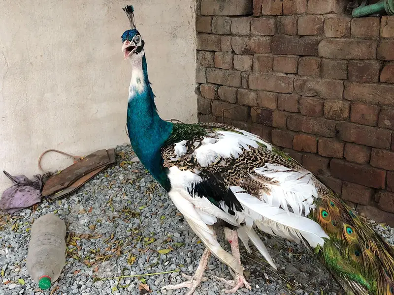 for healthy peacocks — photo 2