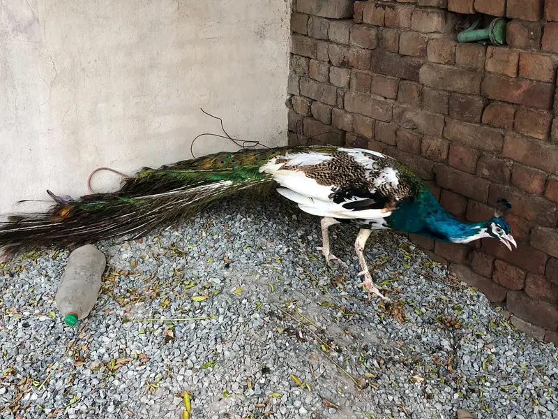 for healthy peacocks — photo 3