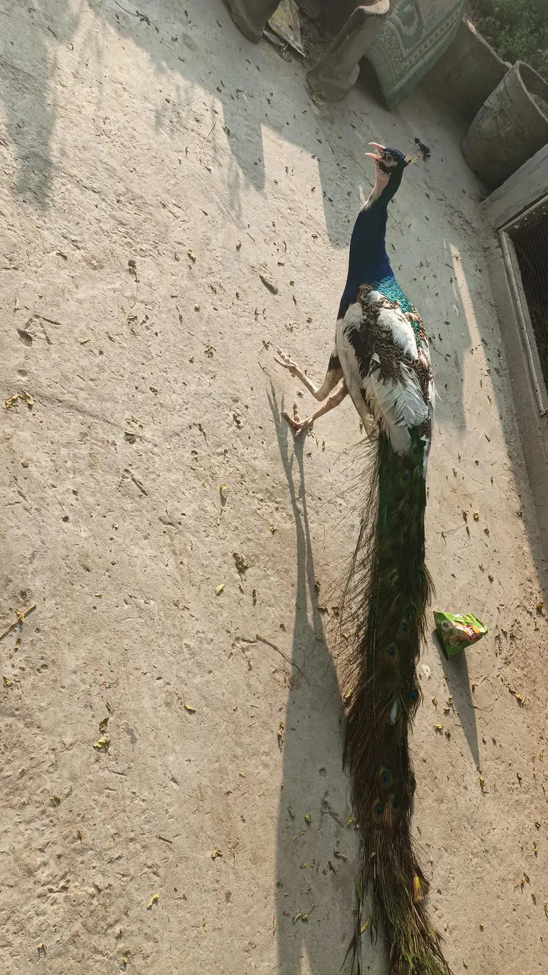 for healthy peacocks — photo 4