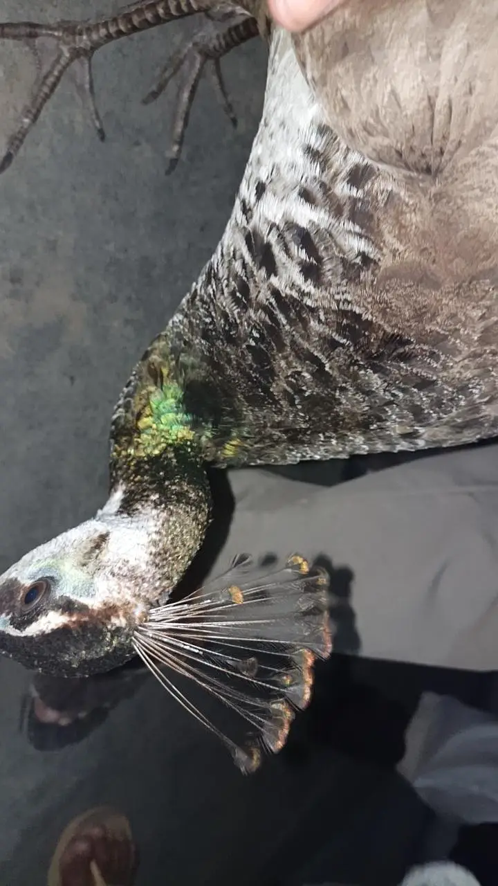 for healthy peacocks — photo 5