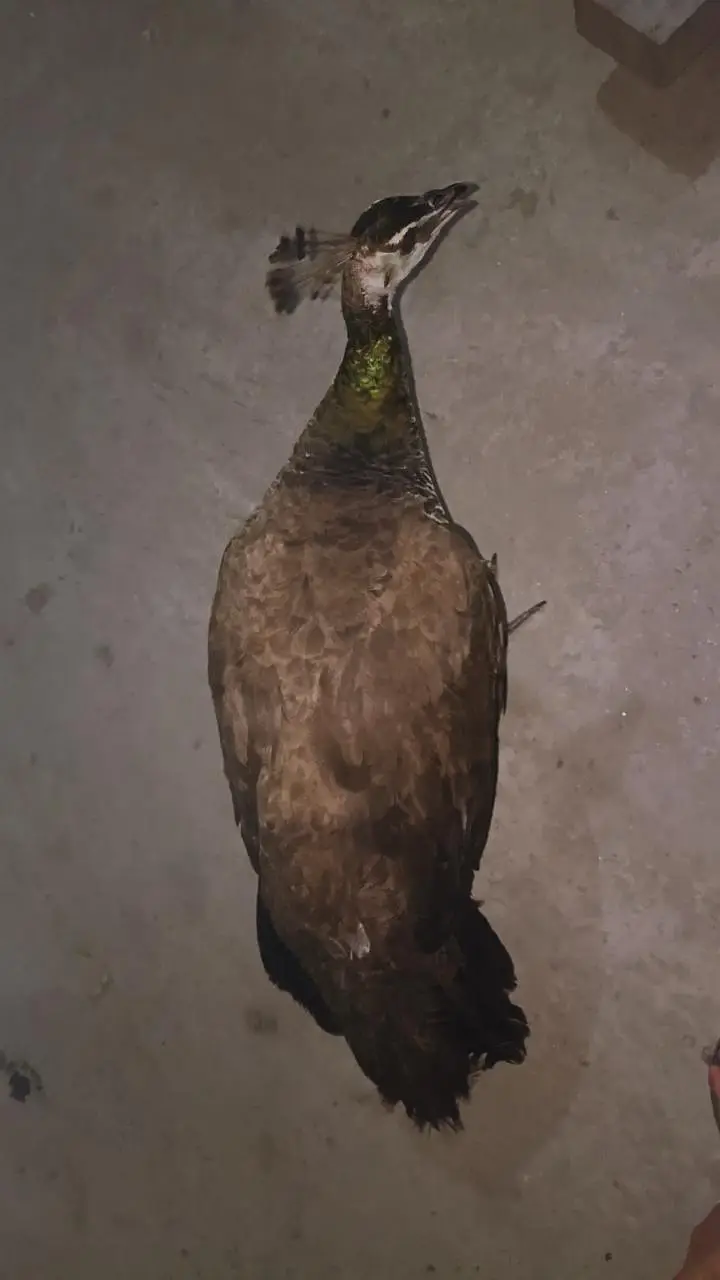 for healthy peacocks — photo 6
