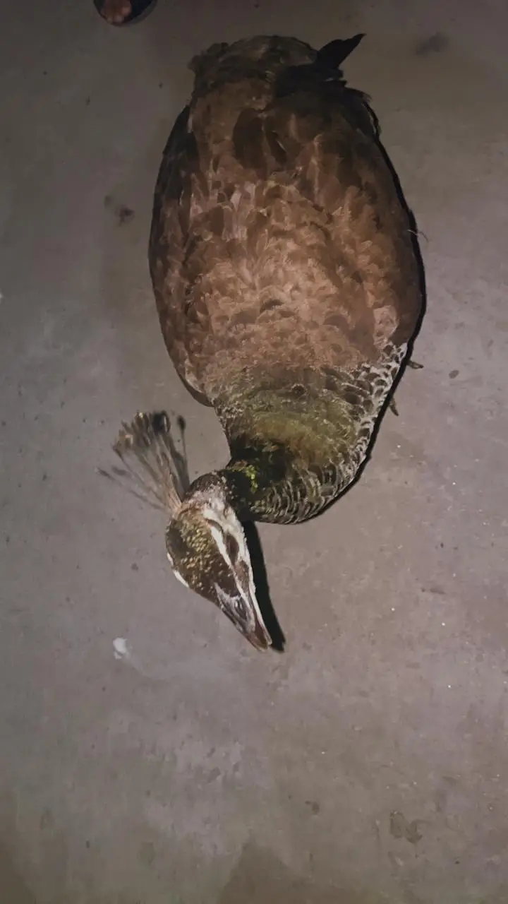 for healthy peacocks — photo 7