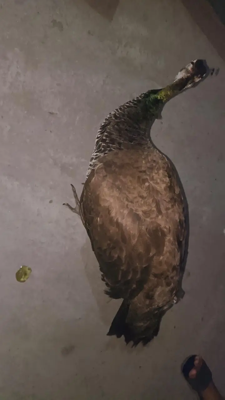 for healthy peacocks — photo 8