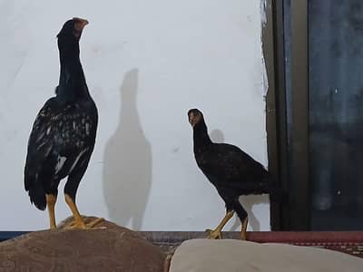 Aseel hens pair for sale in walton
