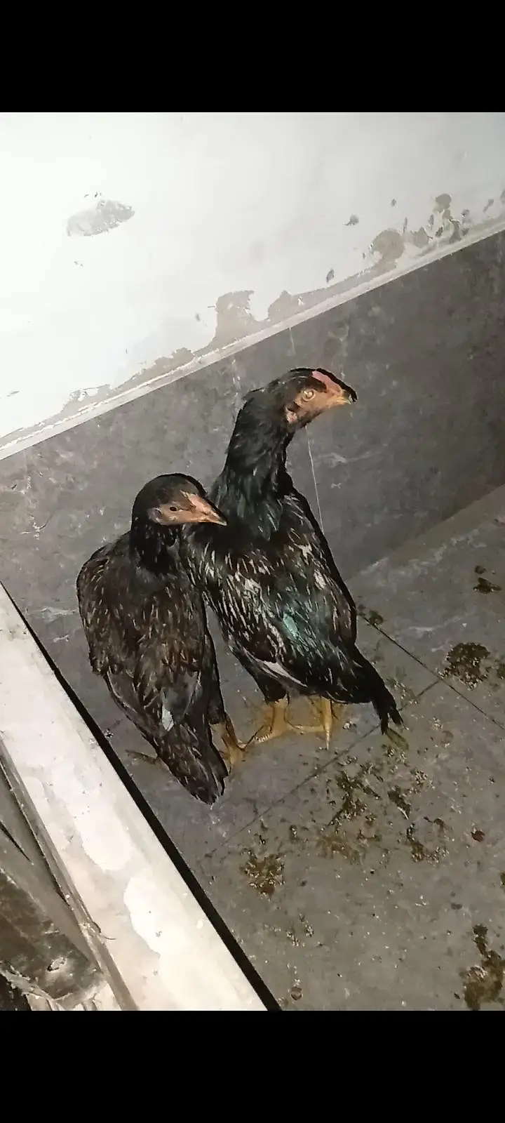 Aseel hens pair for sale in walton — photo 2