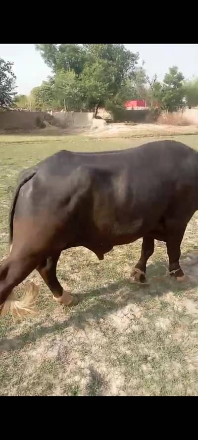 Katta for sale