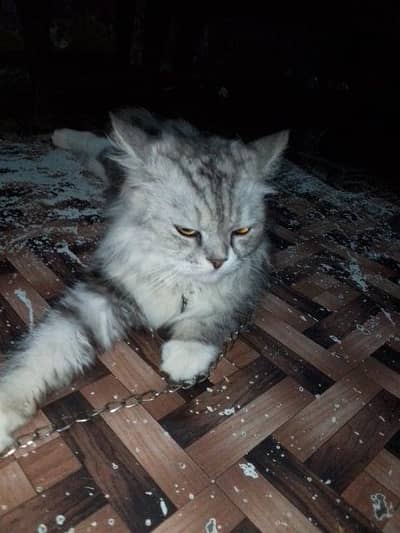 long hair Persian cat