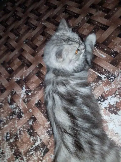long hair Persian cat — photo 4