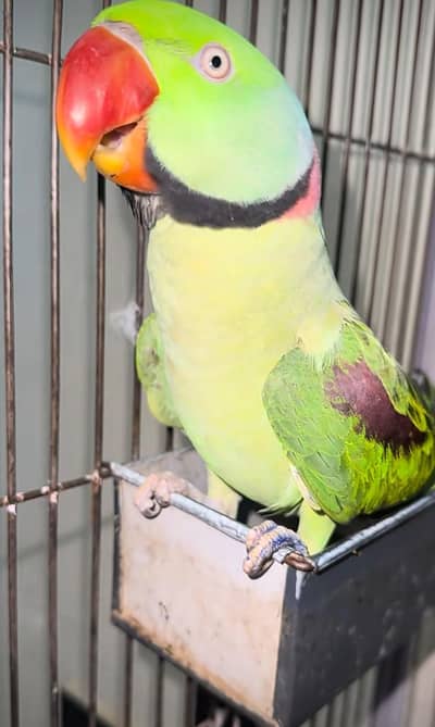 kashmiri raw parrot for sale and train