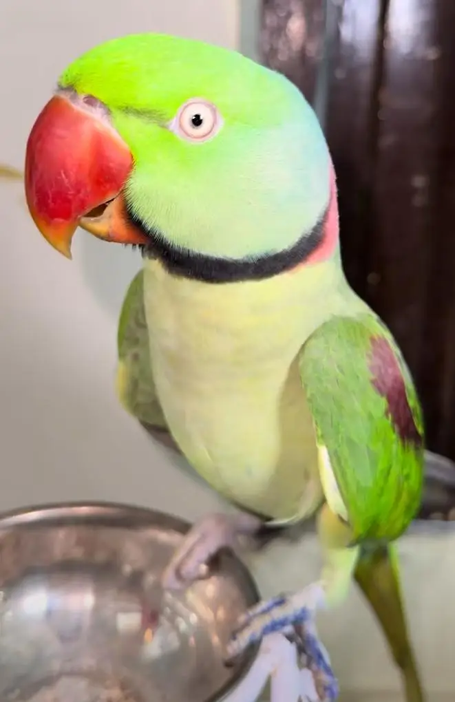 kashmiri raw parrot for sale and train — photo 2