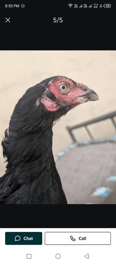 Black Aseel madi for sale ha