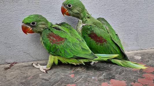 Kashmiri Raw Chicks Pair Active Healthy