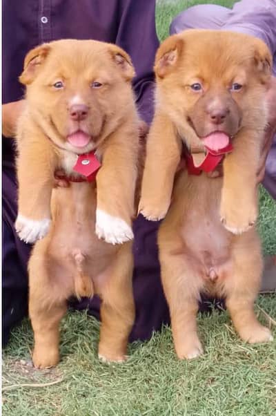 King Alabai pair pure breed security dog 2months for sale