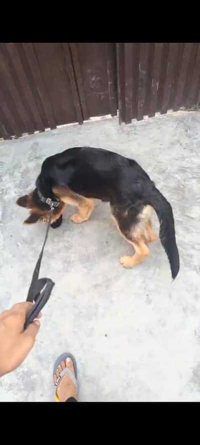 Pure German Shapherd