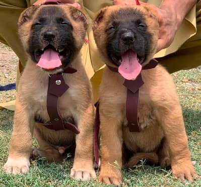King kurdish kangaal pair pure breed security dog 2months for sale