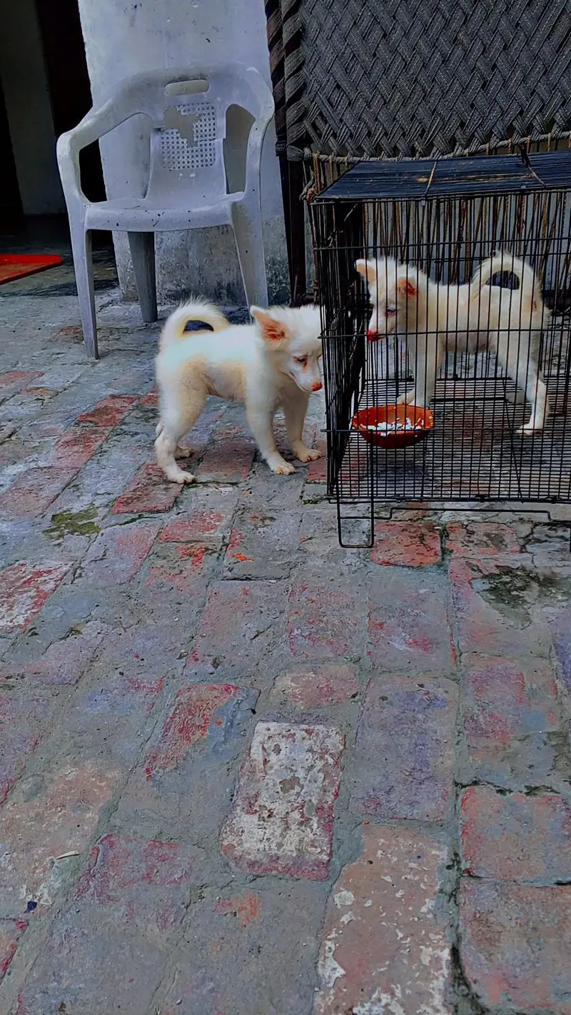 Russian zero size puppy MashAllah healthy active 1st vaccine done — photo 2