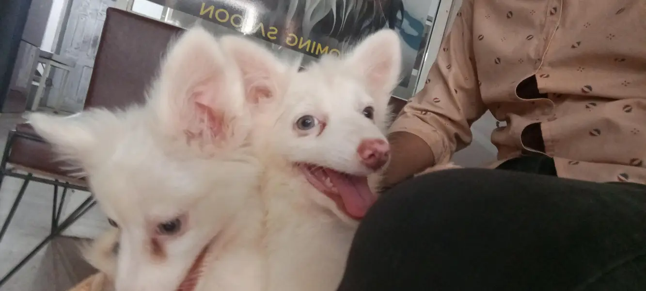 Russian zero size puppy MashAllah healthy active 1st vaccine done — photo 3