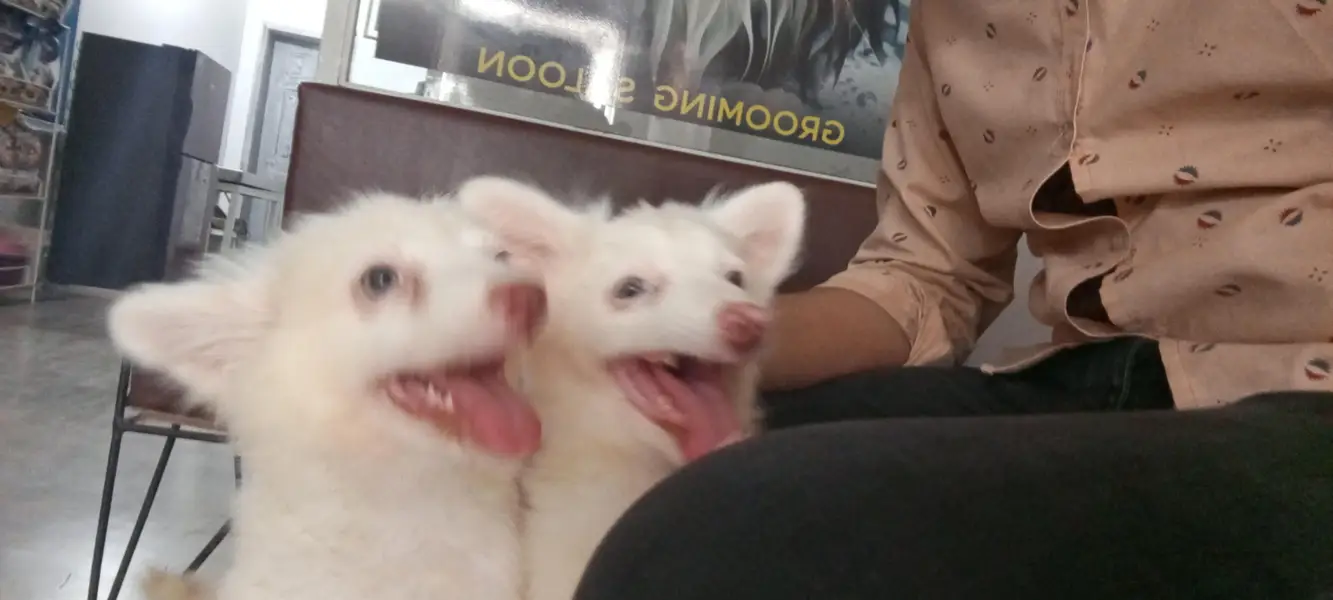 Russian zero size puppy MashAllah healthy active 1st vaccine done — photo 4
