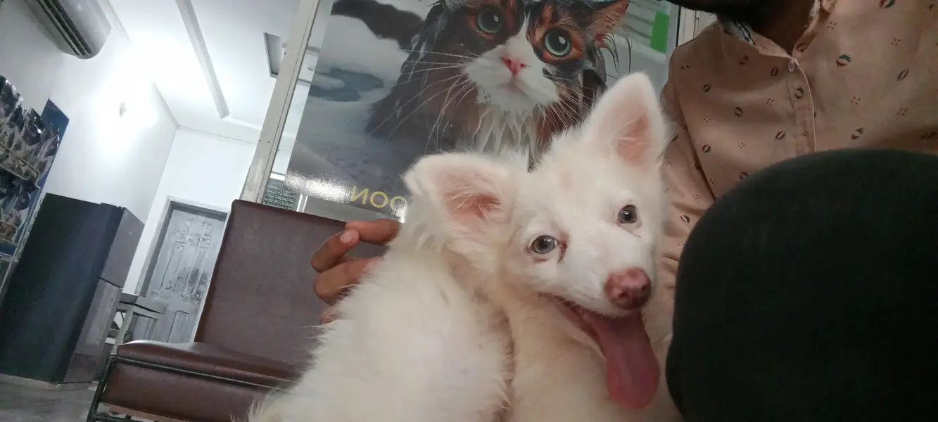 Russian zero size puppy MashAllah healthy active 1st vaccine done — photo 5