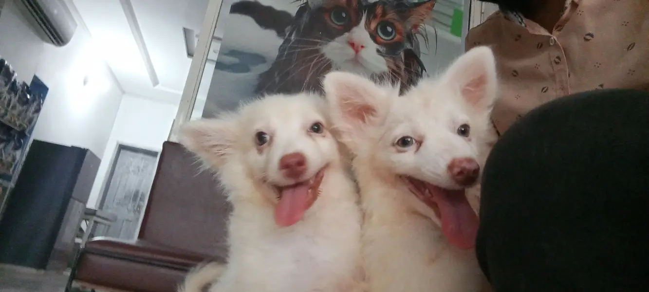 Russian zero size puppy MashAllah healthy active 1st vaccine done — photo 6