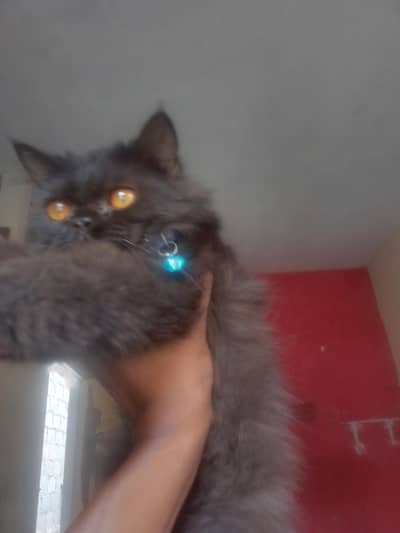 x punch cat
