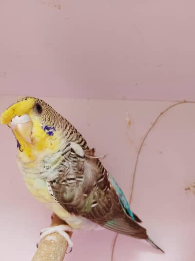 bw hogo bf split and exi hogo birds for sale