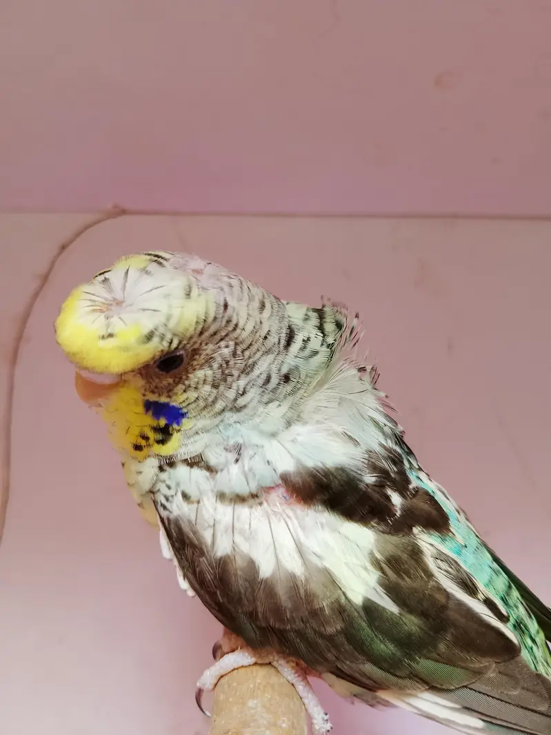 bw hogo bf split and exi hogo birds for sale — photo 2