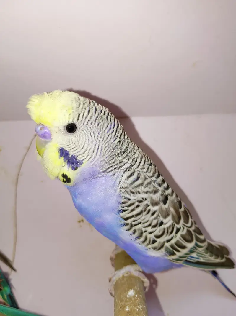bw hogo bf split and exi hogo birds for sale — photo 3