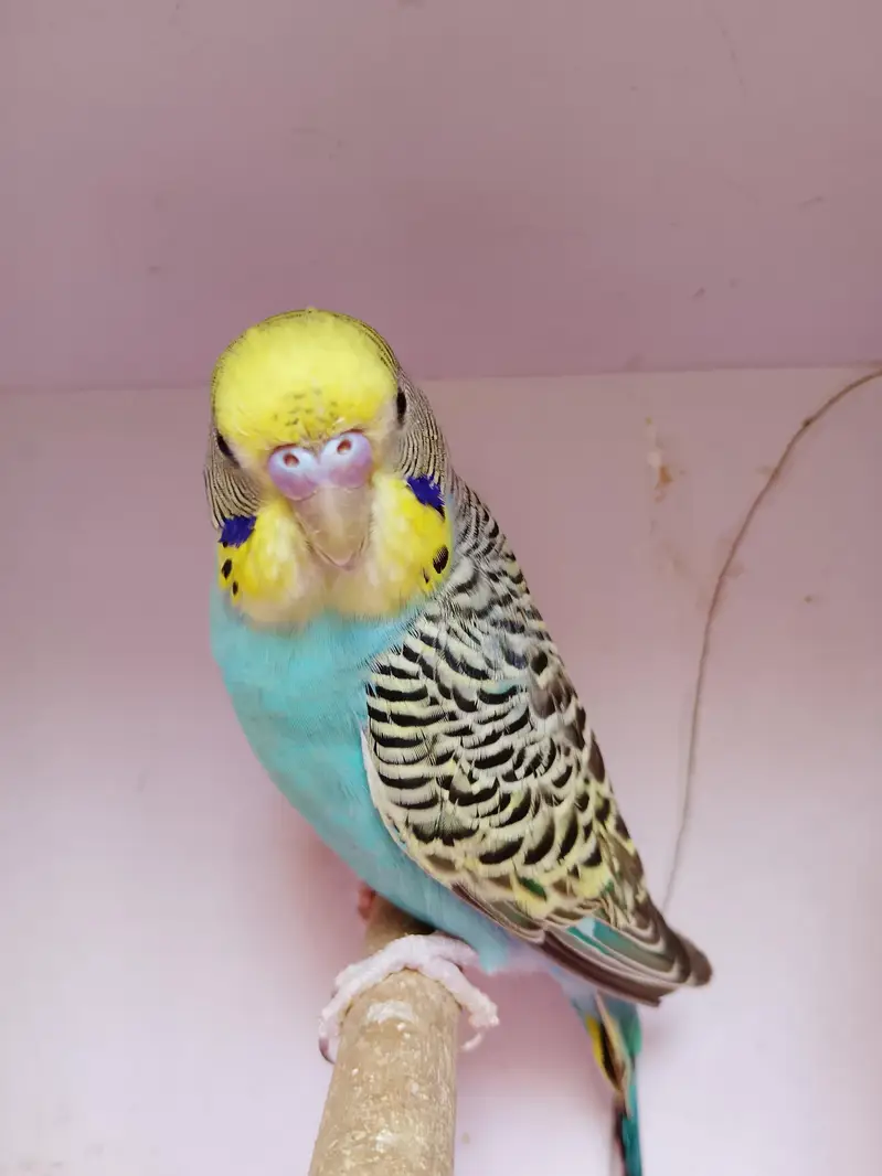 bw hogo bf split and exi hogo birds for sale — photo 4